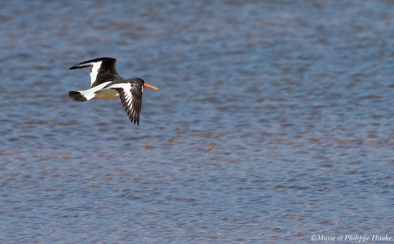 Huitrier pie 8500_wm.jpg - Huitriers pies - Eurasian Oystercatchers - Haematopus ostralegus (lac Vänern, Suède, mai 2011)